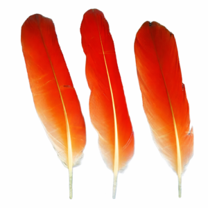 Plumas de Loro Africano