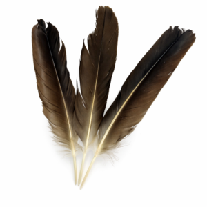 Plumas Tiñosa Zopilote - 5 pzas